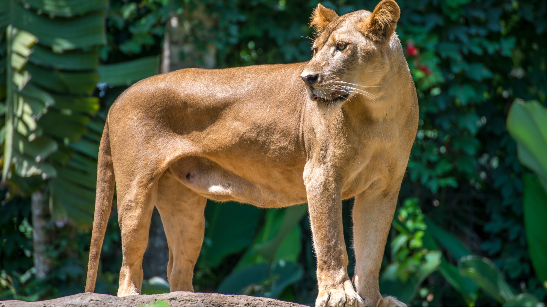 Taman Safari Bali