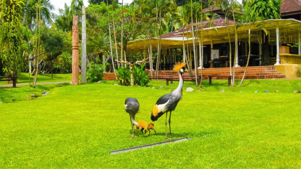 Bali Bird Park
