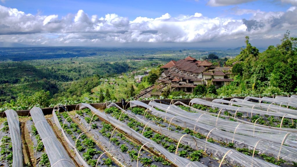 Wisata strawberry Bedugul