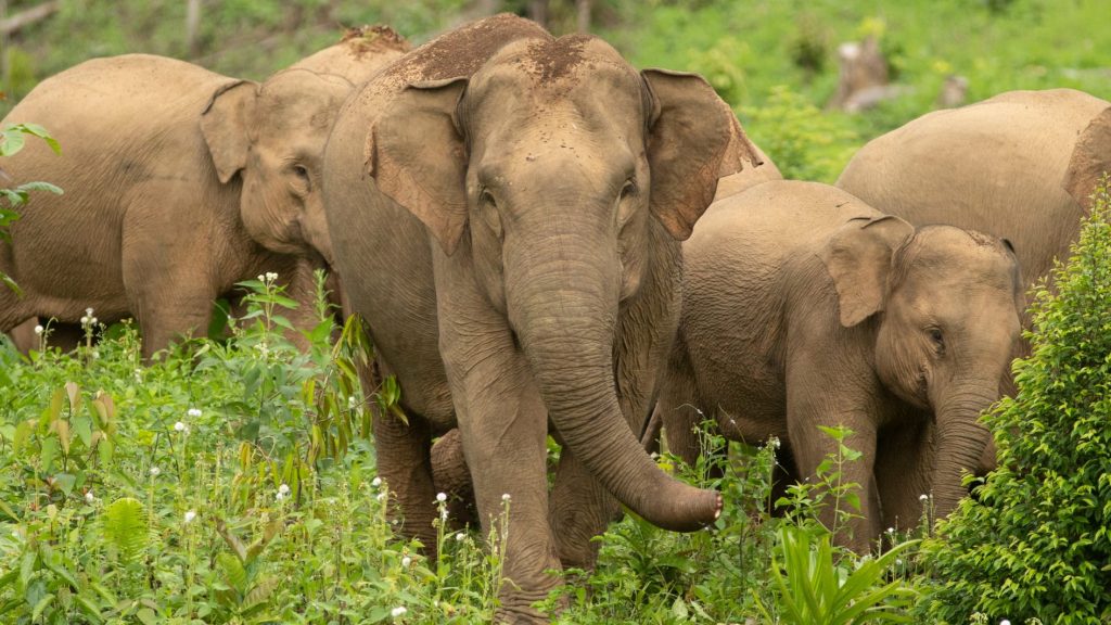 Gajah sumatra di Way Kambas