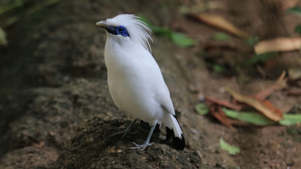Jalak Bali, ikon Pulau Dewata