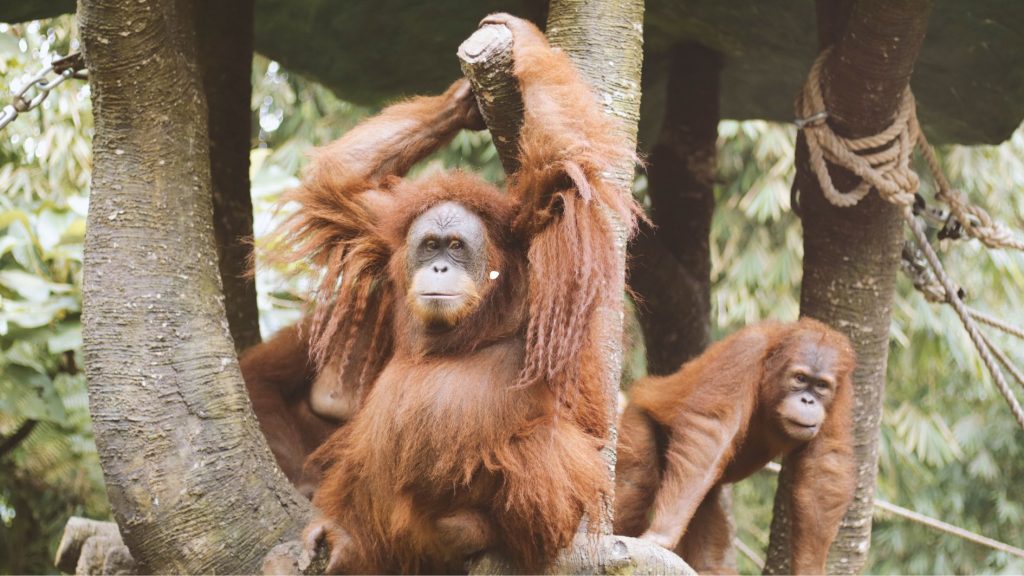 Tips ke Ragunan saat pandemi