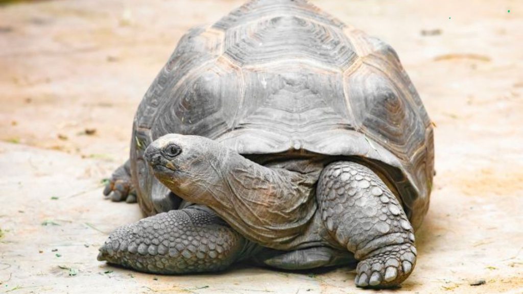 Kura-kura aldabra