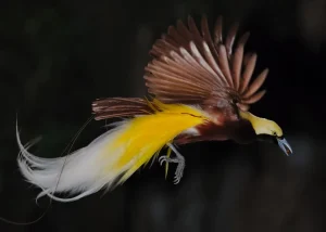 Cenderawasih kuning kecil