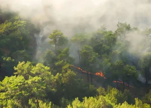 Kebakaran hutan dan lahan