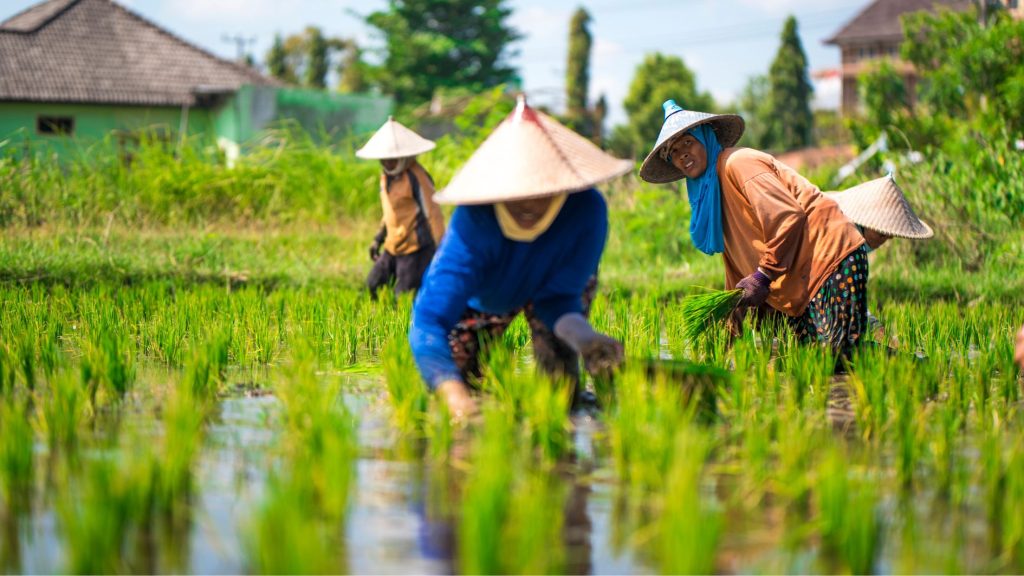 Sawah untuk ketahanan pangan