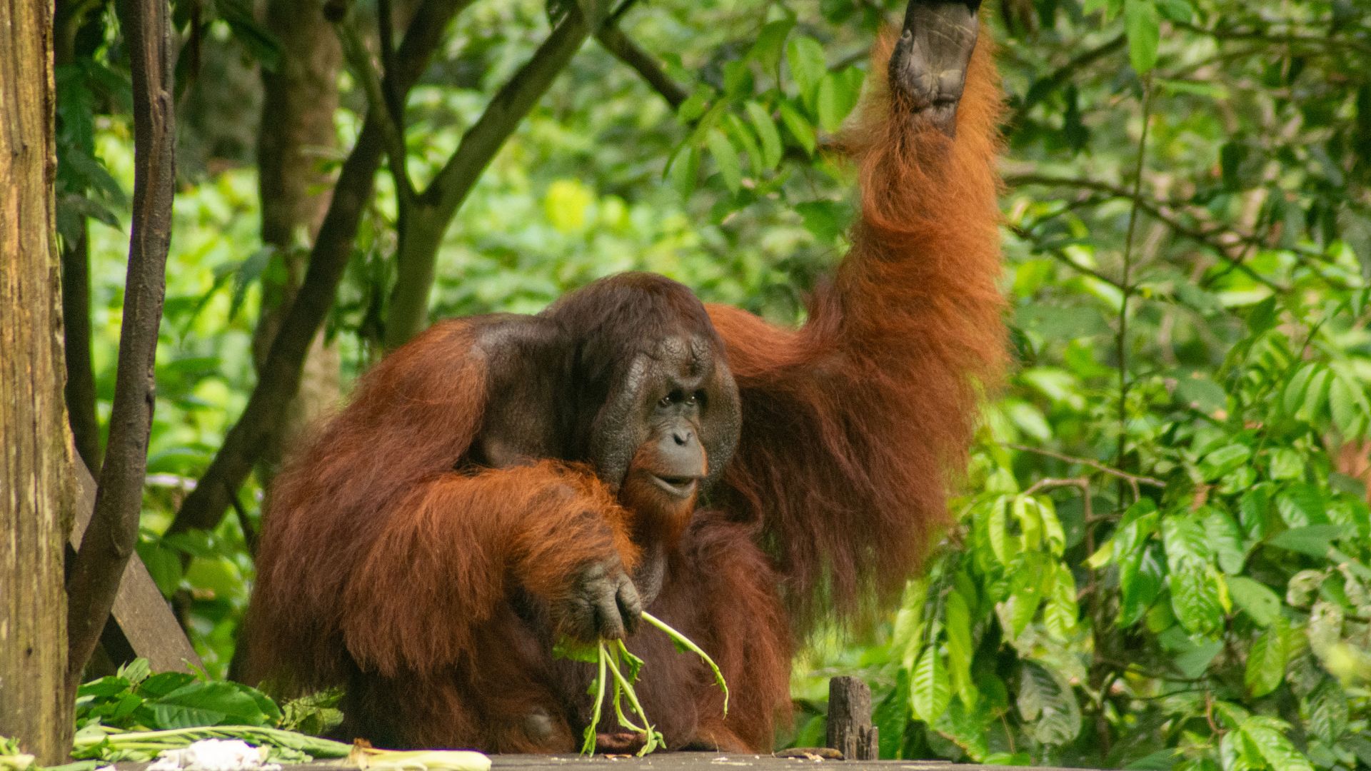 Orangutan Tapanuli di ambang kepunahan