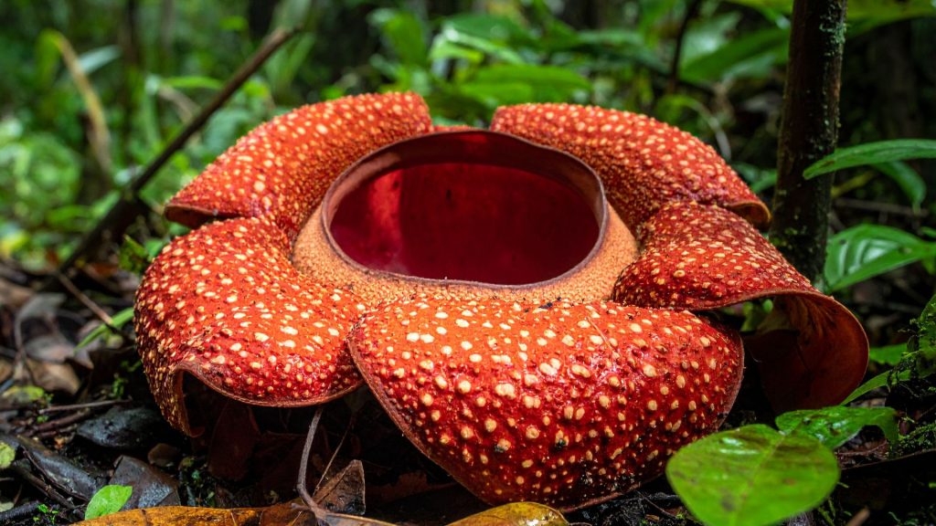 Rafflesia arnoldii di Kepahiang, Bengkulu