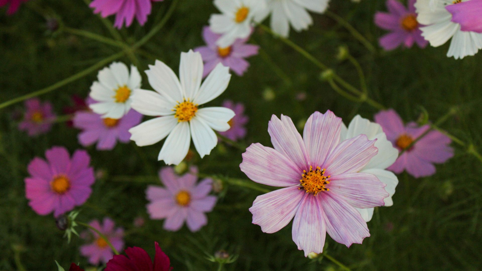 Bunga cosmos di Elisa's Garden Rumah Perubahan Jakarta Escape